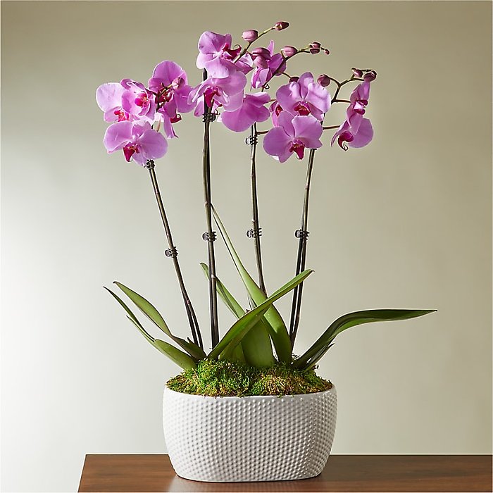 Pink Orchid Garden